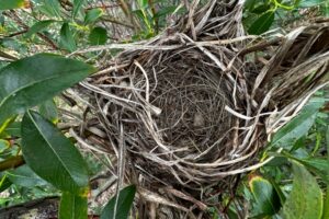 50代になると子供が独り立ちして秋の巣症候群になる人も多いですが、趣味や子供へのサポートに目を向けていく人もいます。