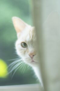 死後のサービスは、サービス自体を見守る目が必要です